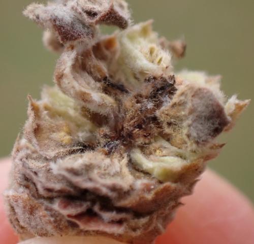 Réf. 336 531 : Contarinia coryli